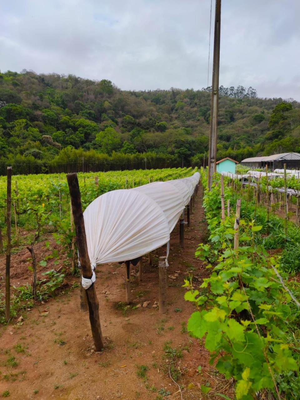 Casa da Vovó na Pousada Sitio Pauletto - com Cozinha, Churrasqueira e Decoração