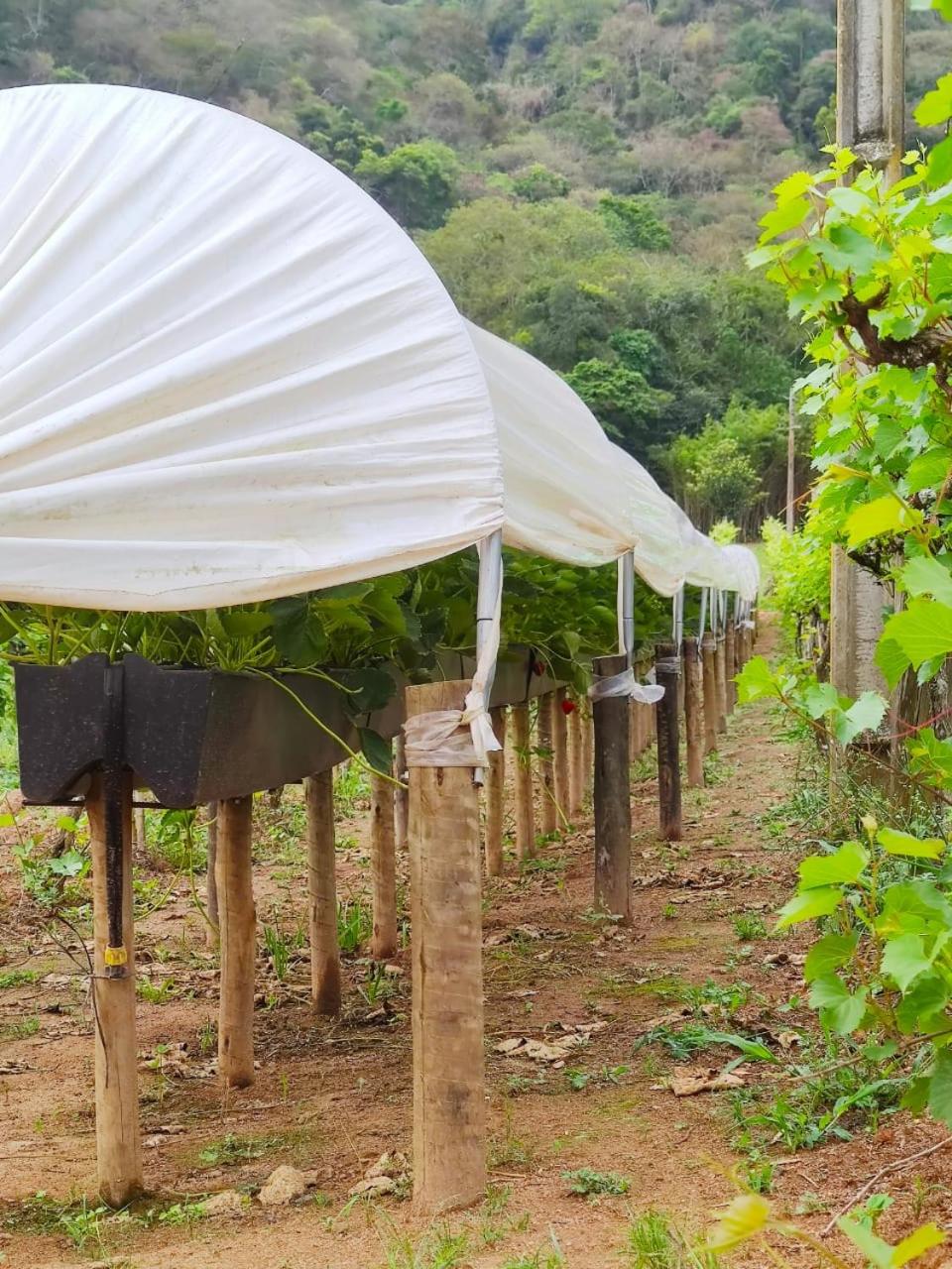 Casa da Vovó na Pousada Sitio Pauletto - com Cozinha, Churrasqueira e Decoração