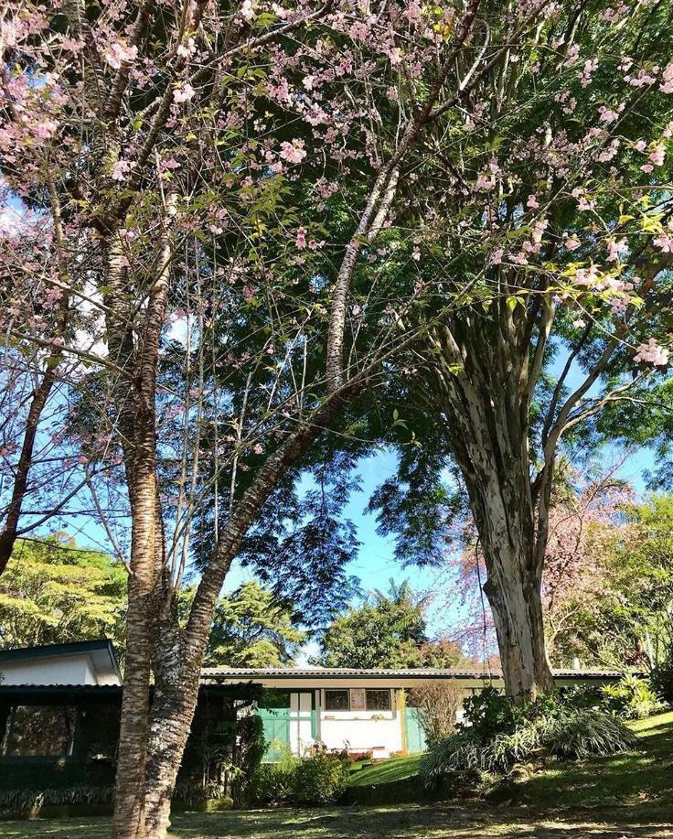 Pinheiros do Rocio
