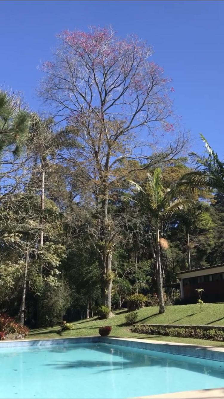 Pinheiros do Rocio