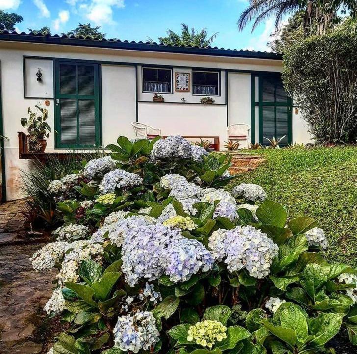 Pinheiros do Rocio