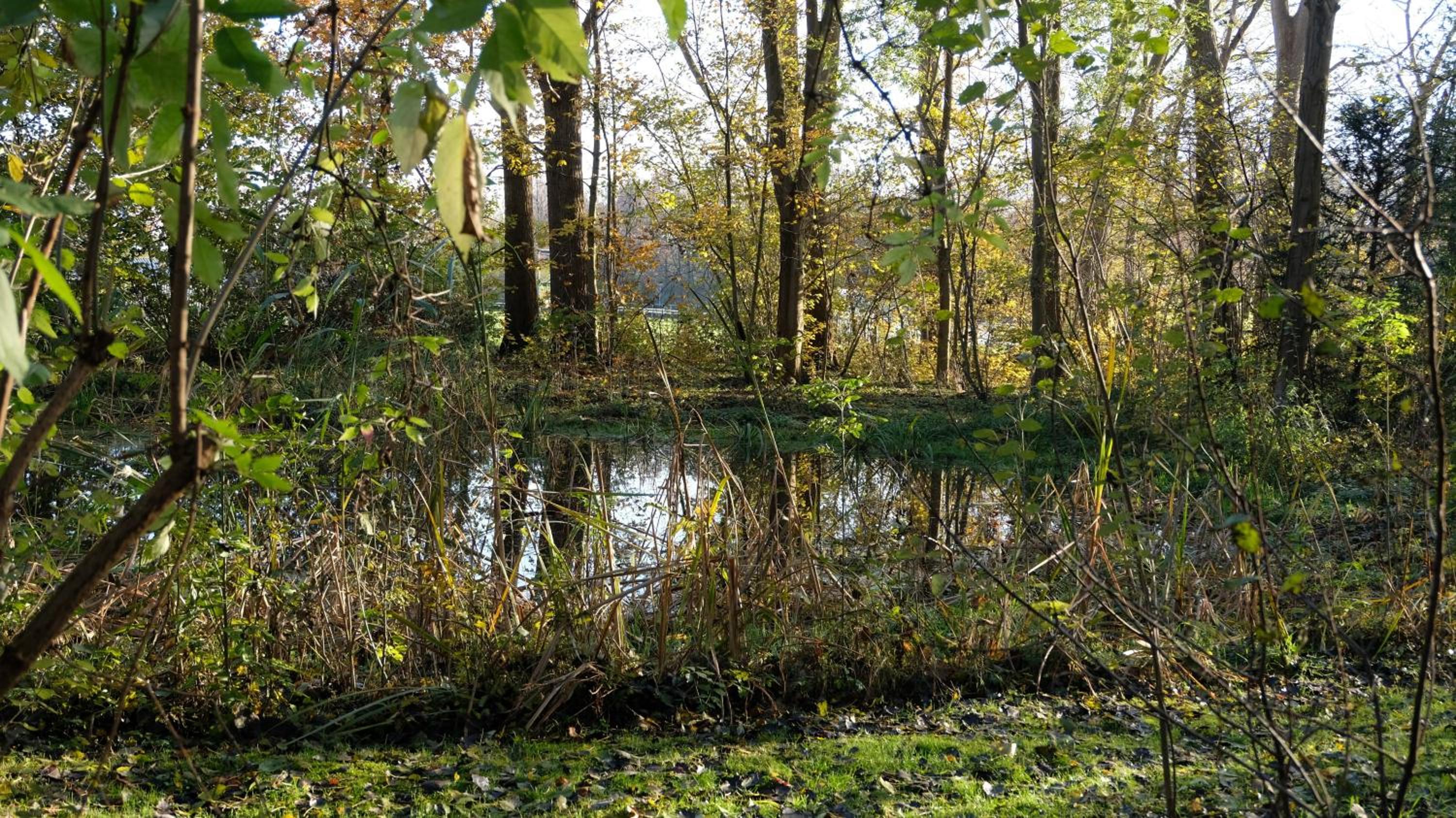 Kwadijkerbos