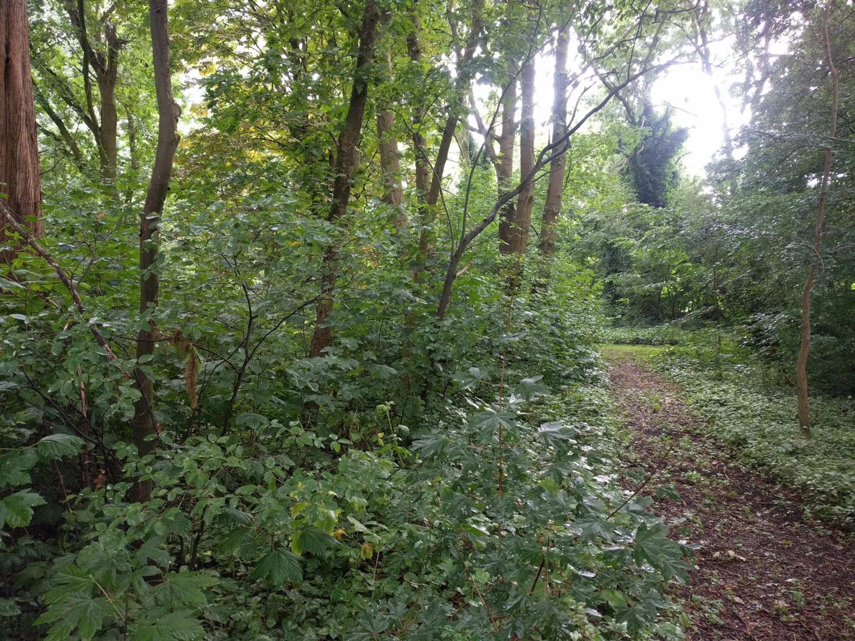 Kwadijkerbos