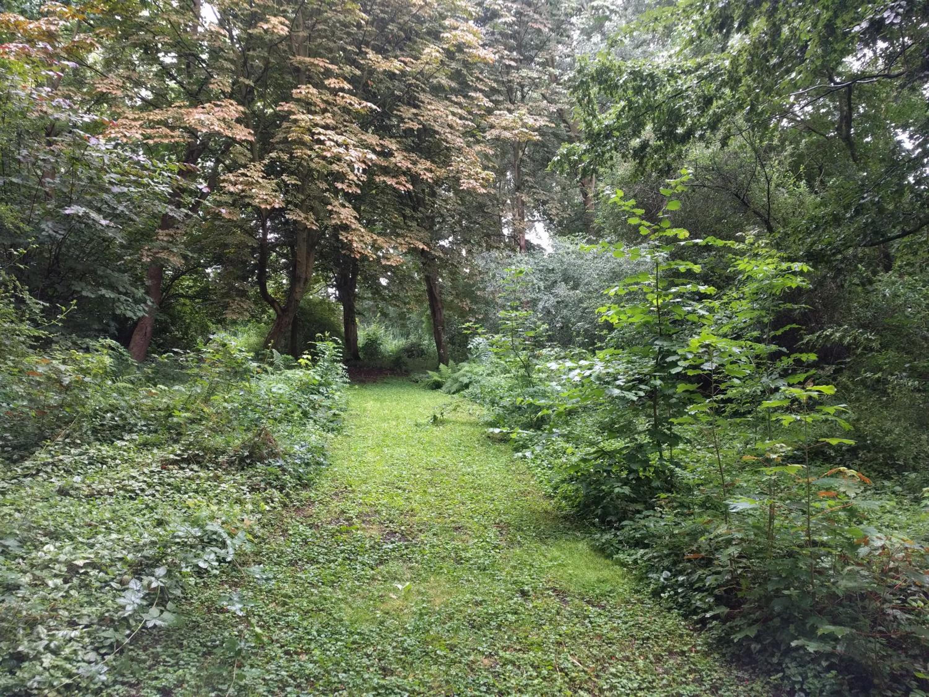 Kwadijkerbos