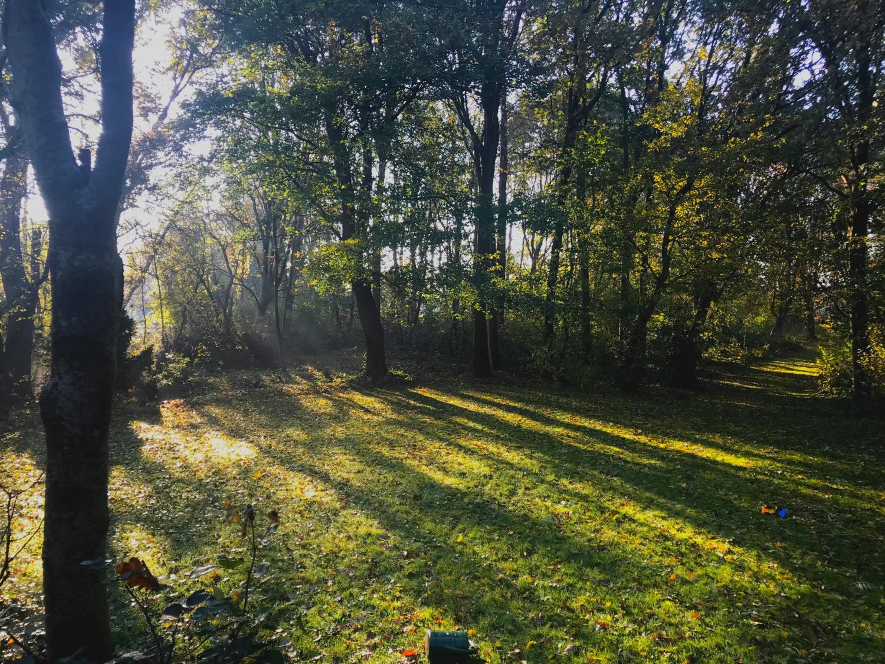 Kwadijkerbos