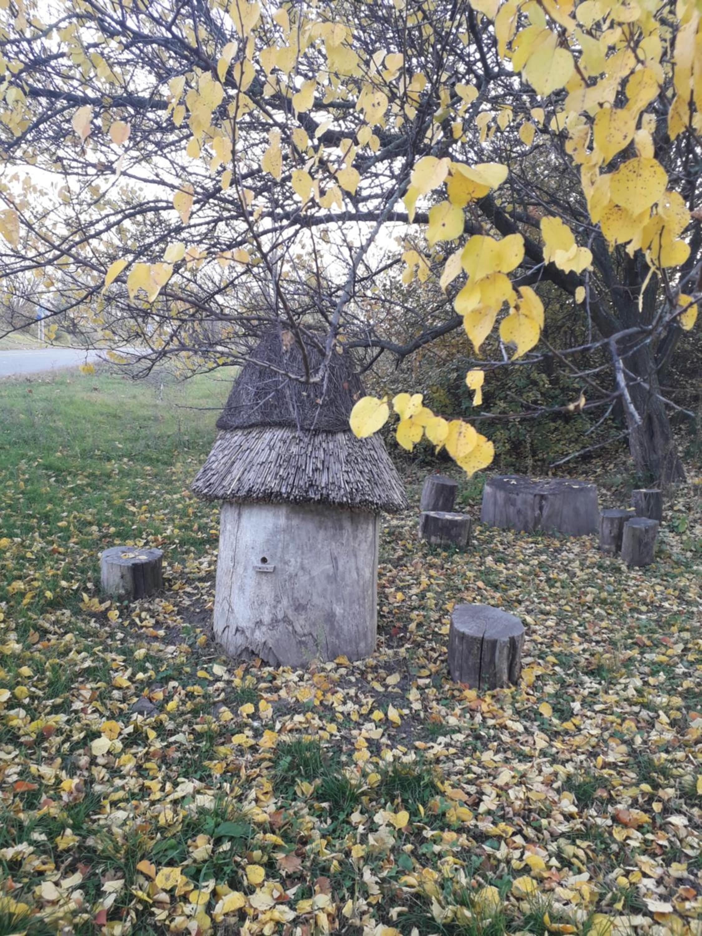 Photo 44