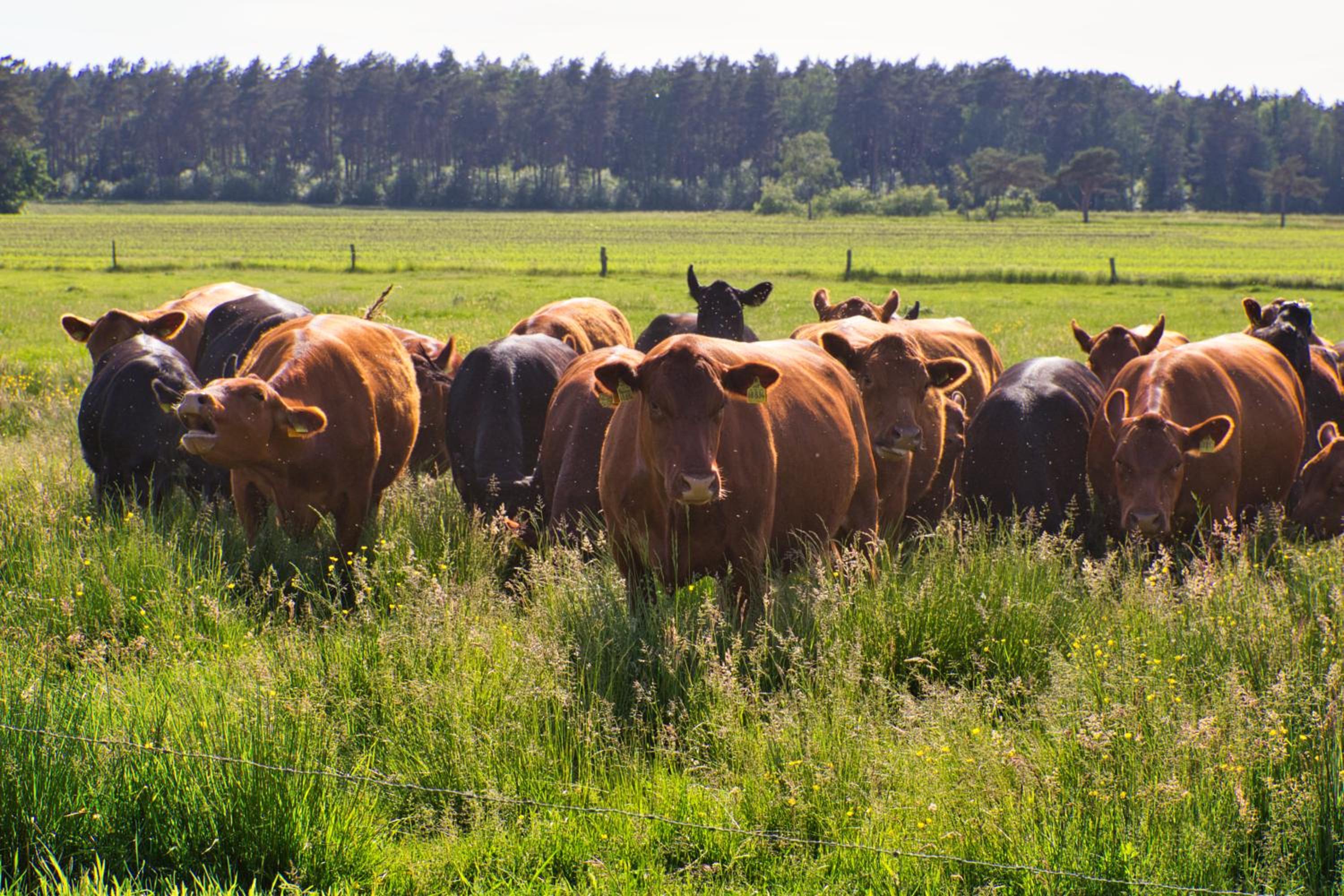 Bauernhofurlaub bei Familie Bokeloh