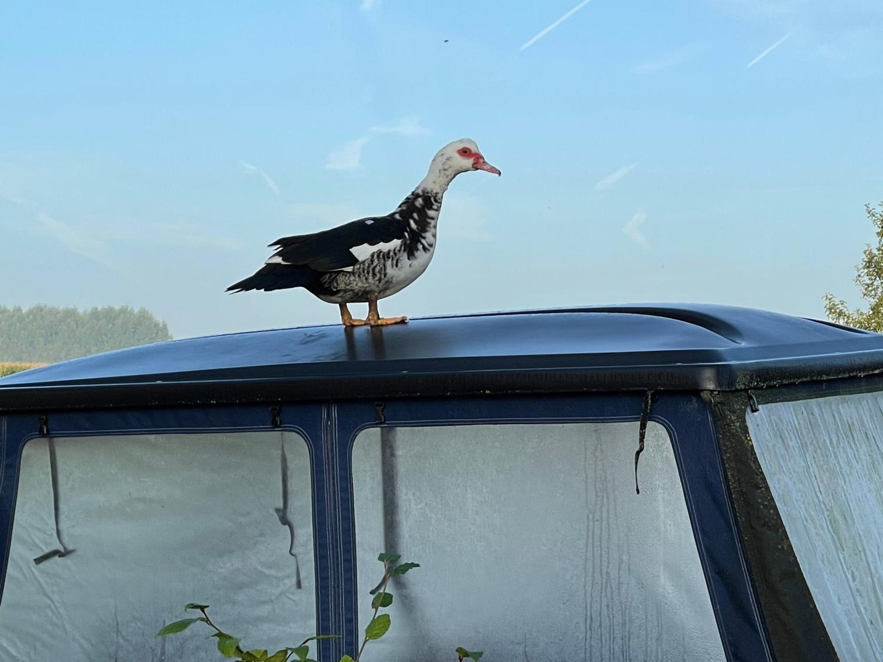 Parel van Bever - Perle de Biévène