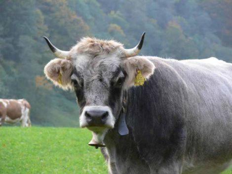 Alpenkette