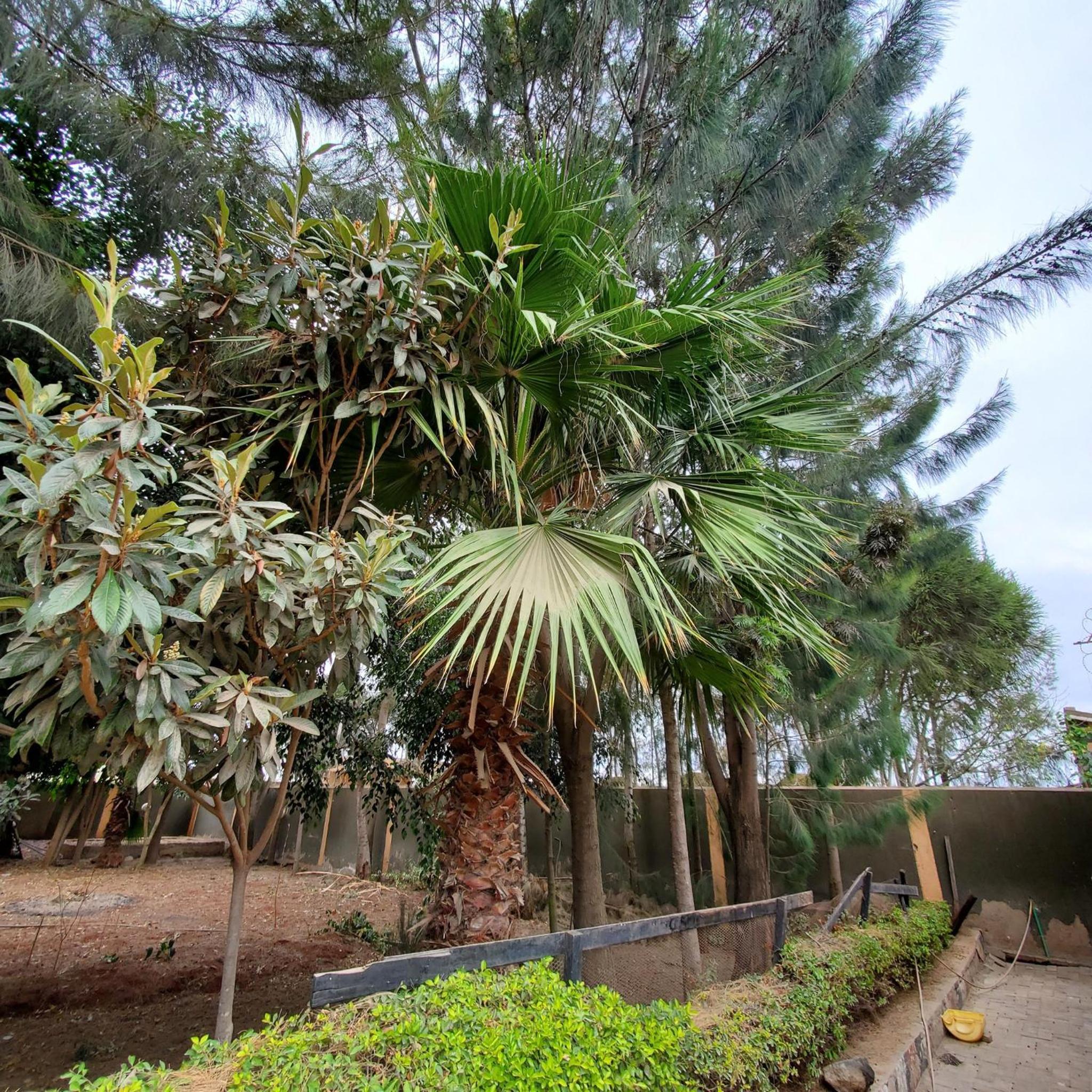 Palm Nest - Near JKIA
