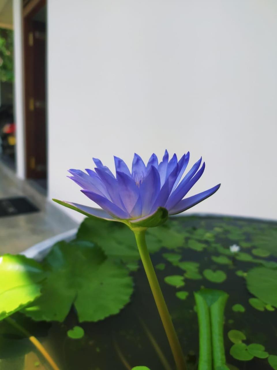Saku Residence