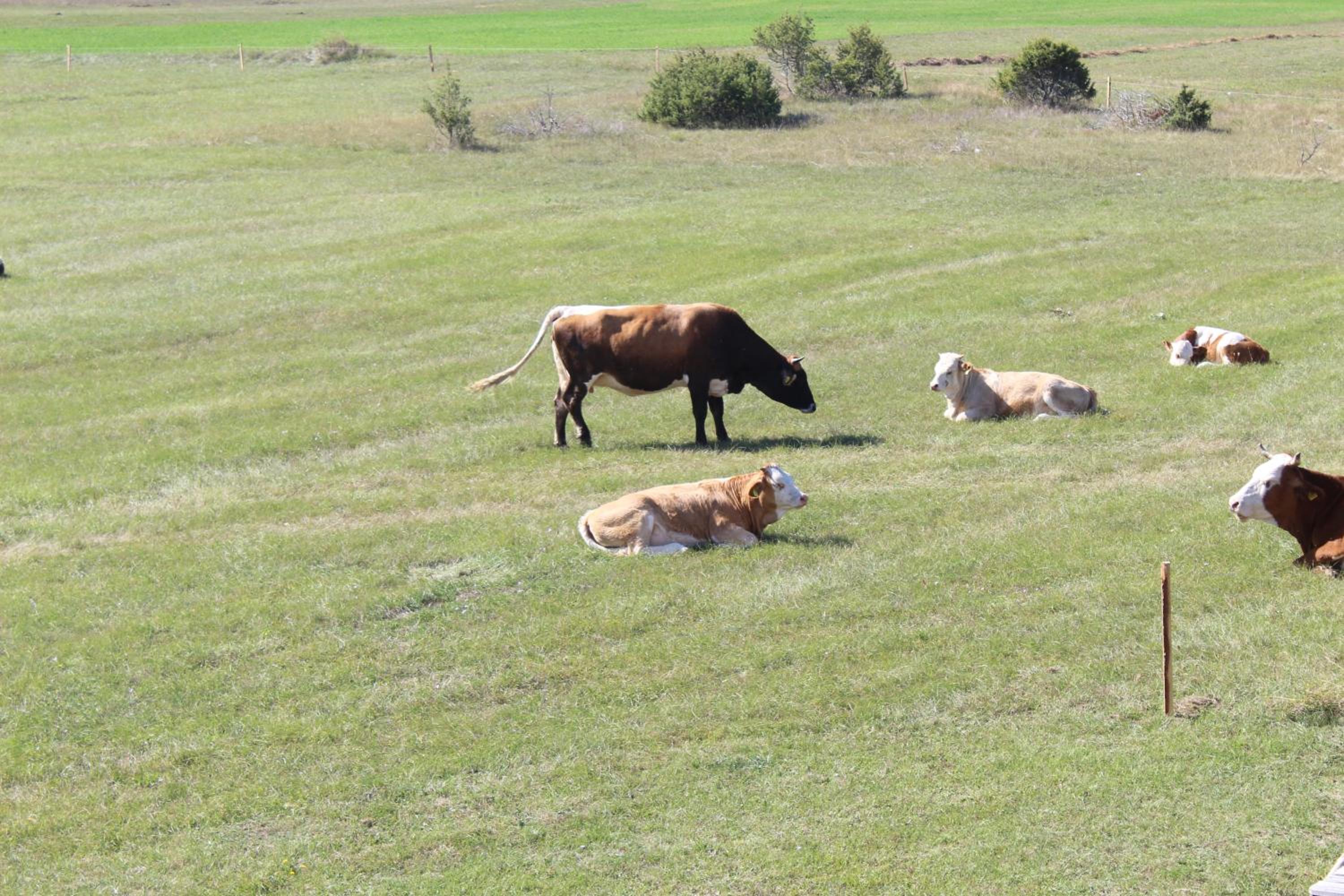 Photo 41