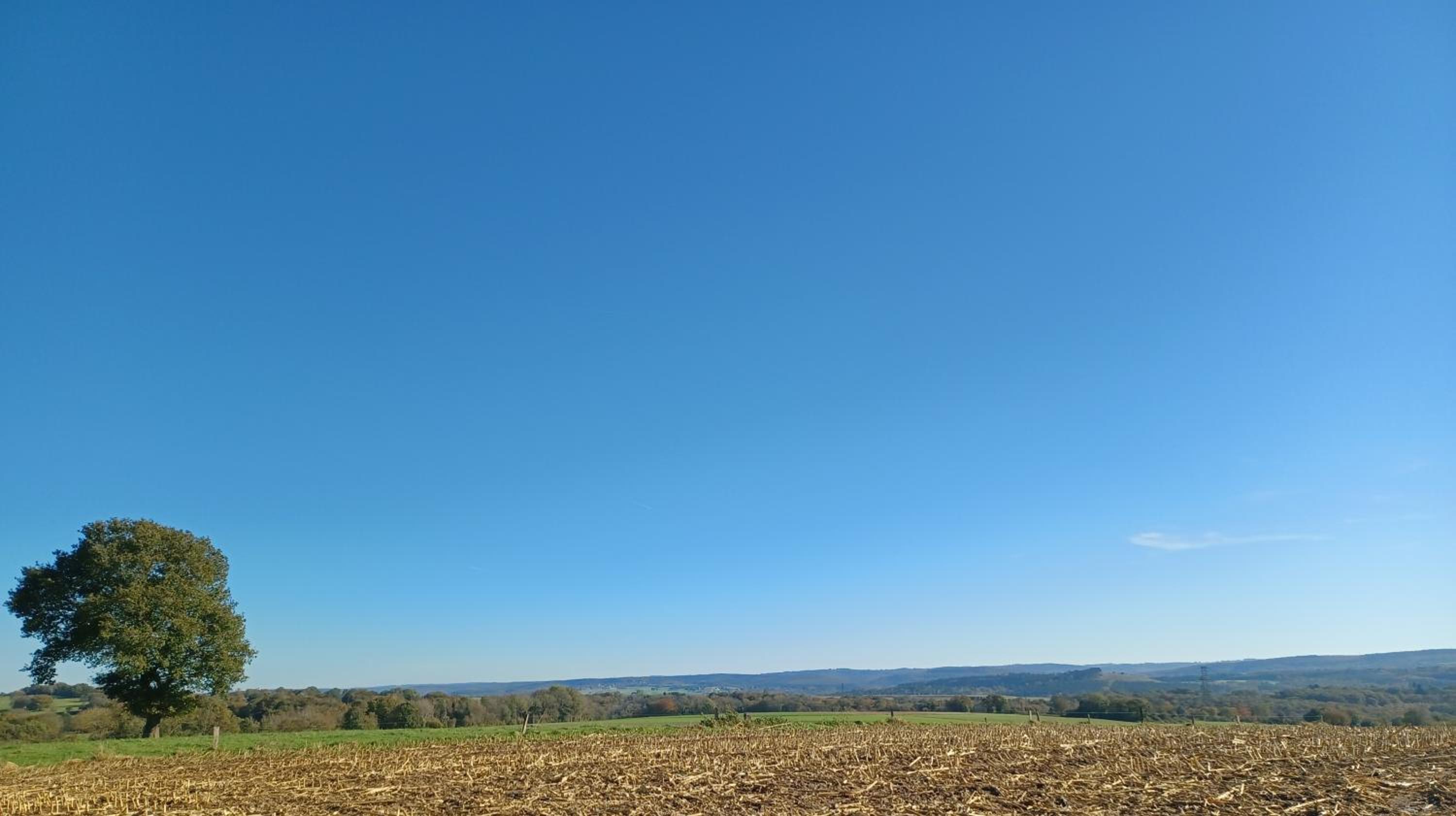 Le poirier de Warre