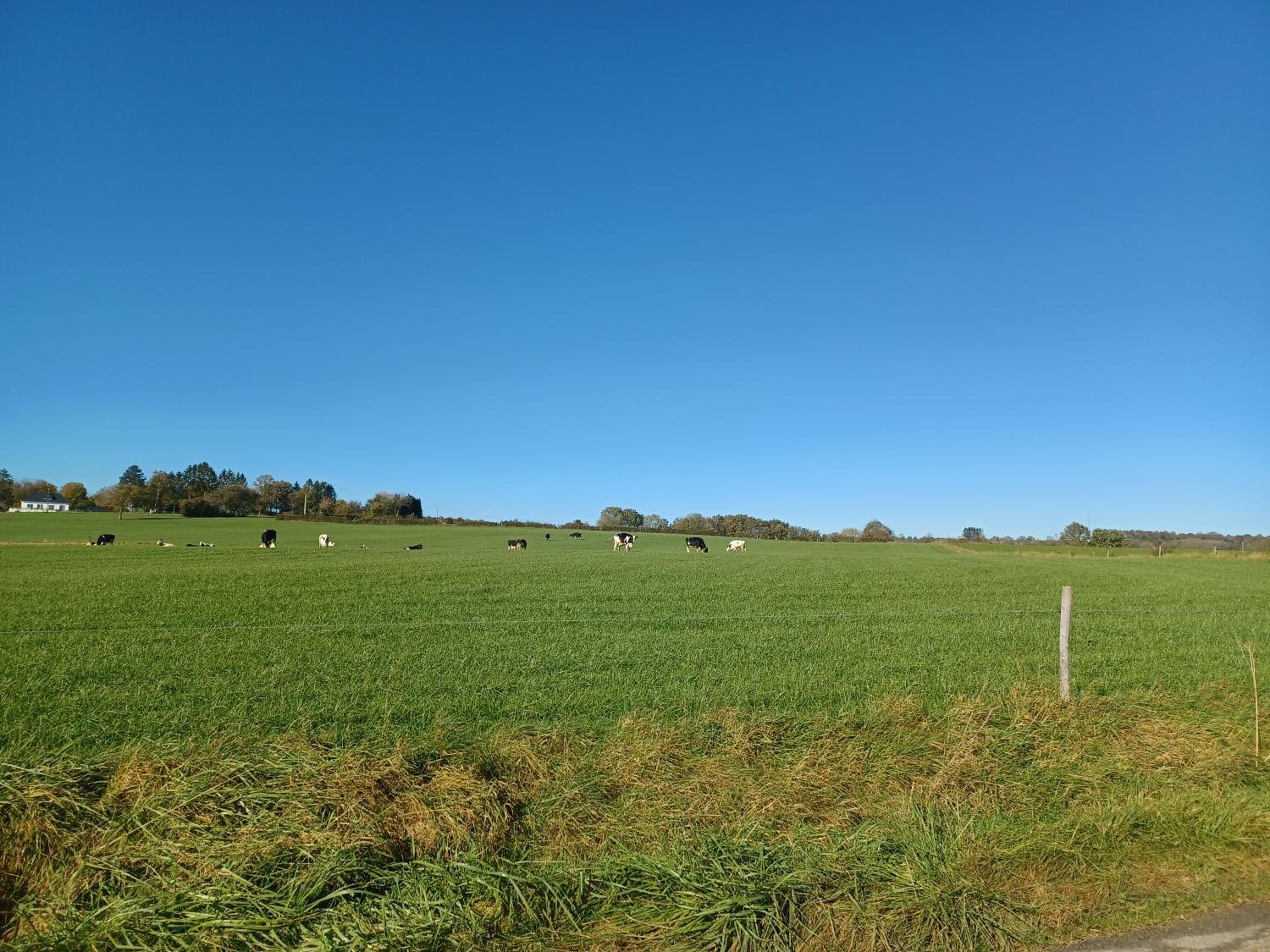 Le poirier de Warre