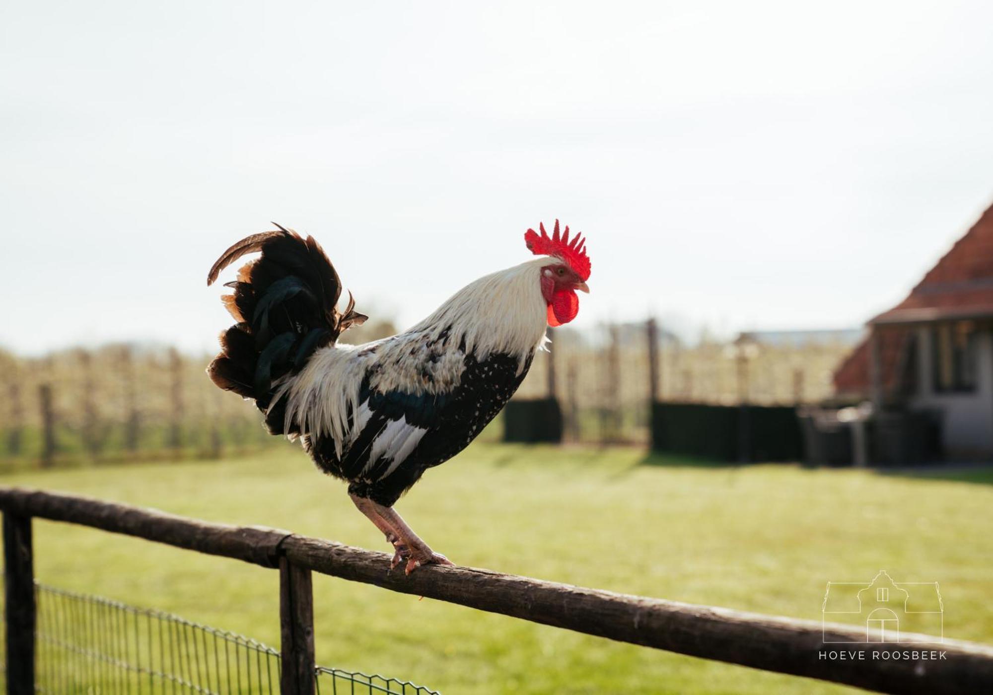Hoeve Roosbeek
