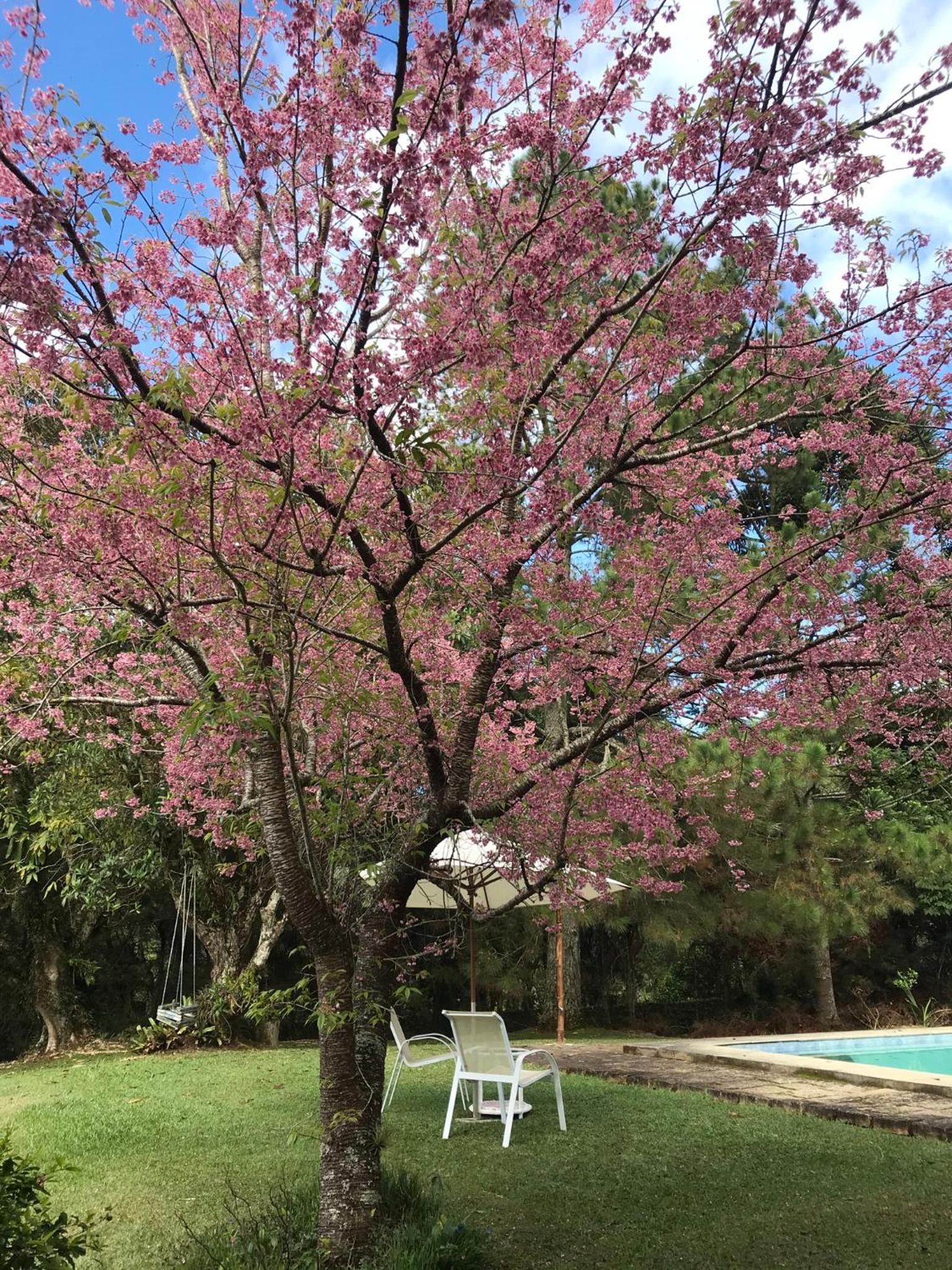 Pinheiros do Rocio