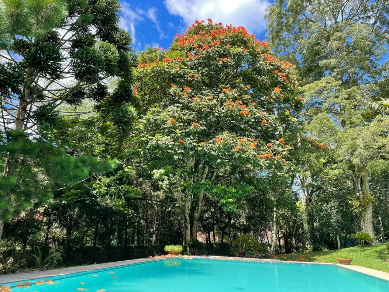 Pinheiros do Rocio