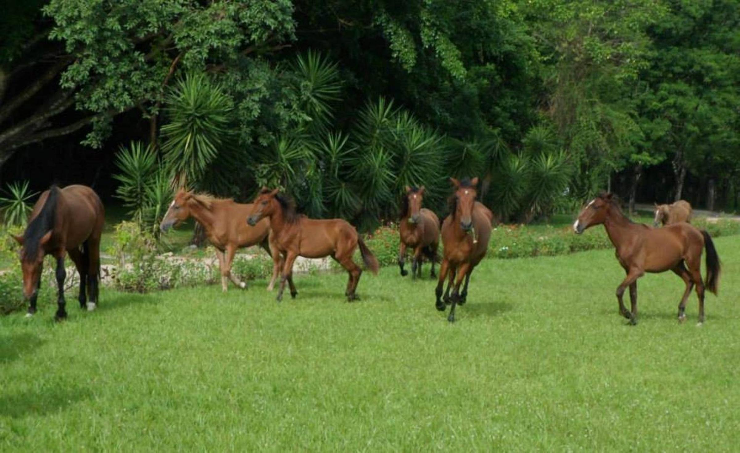 Finca Ixobel, photo 9