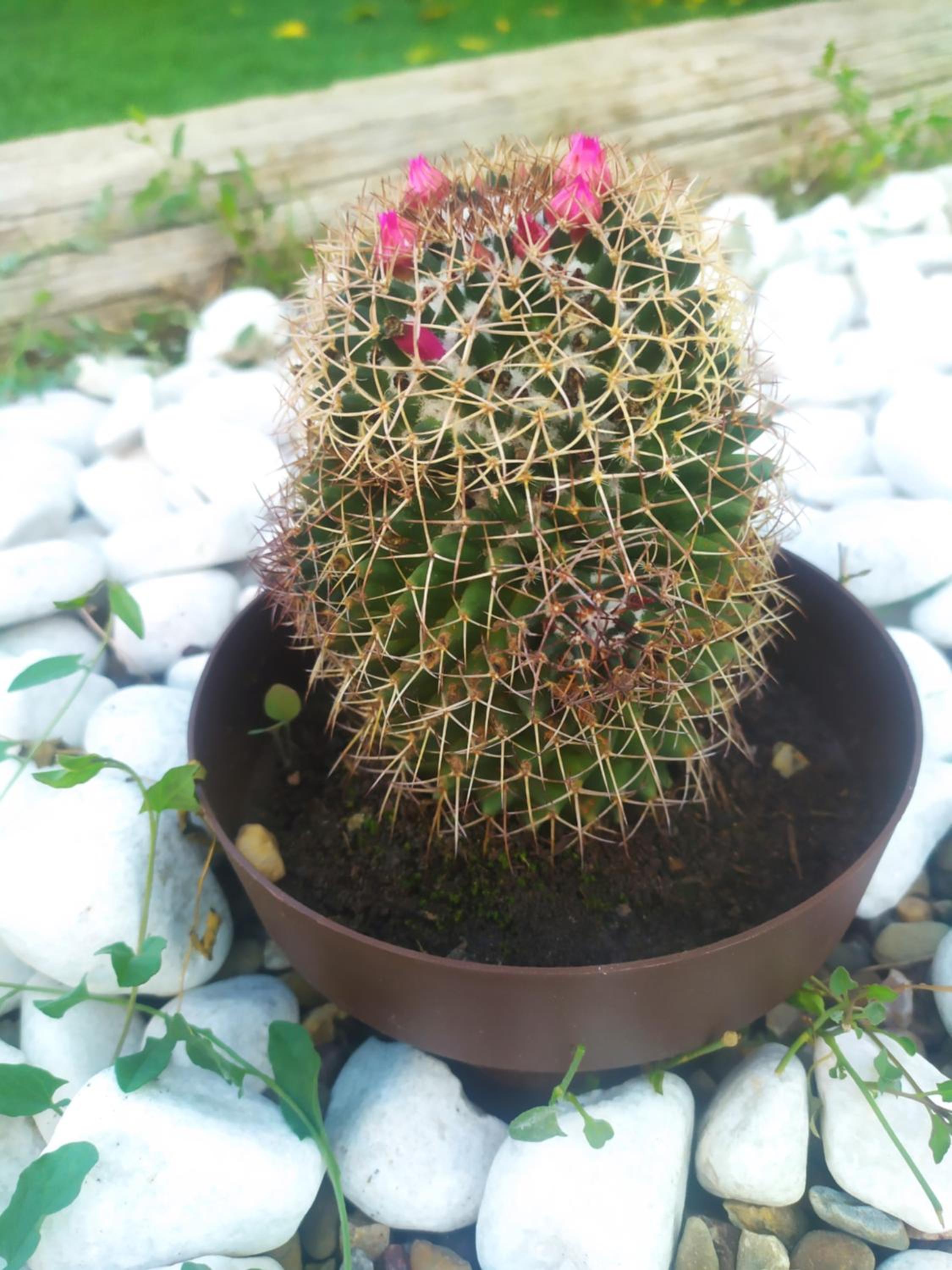 Alojamiento Mª Carmen