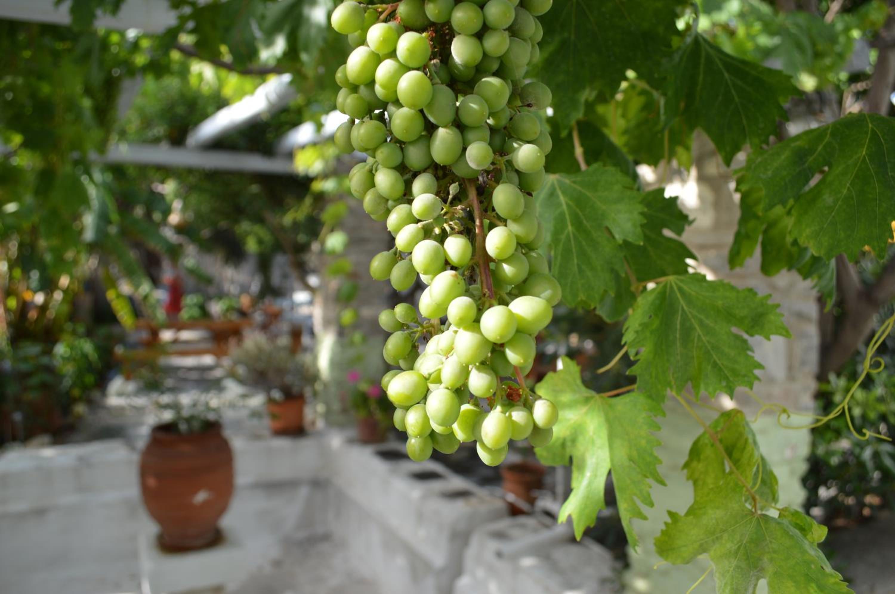 Aegean Village, photo 61