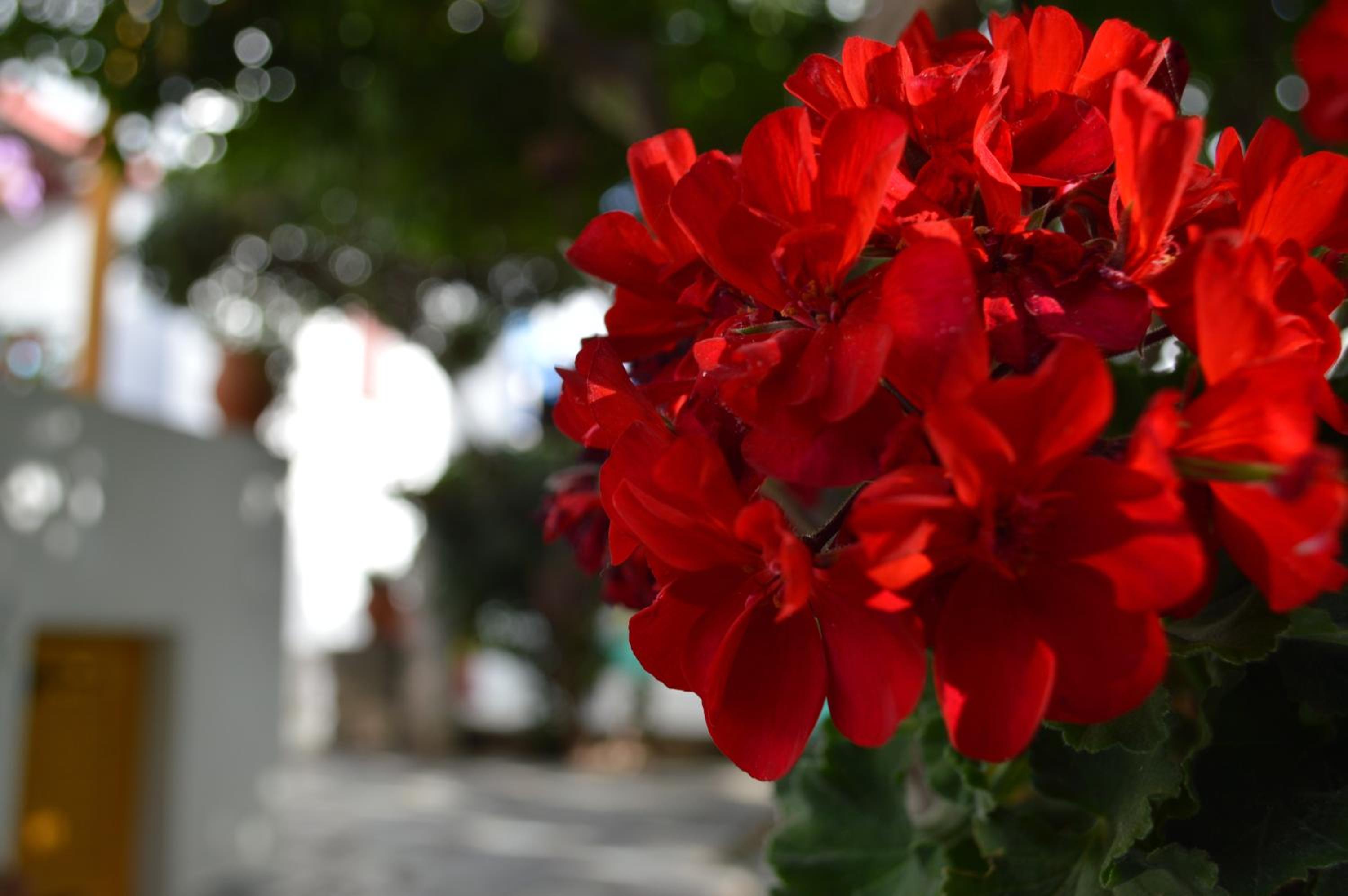 Aegean Village, photo 104