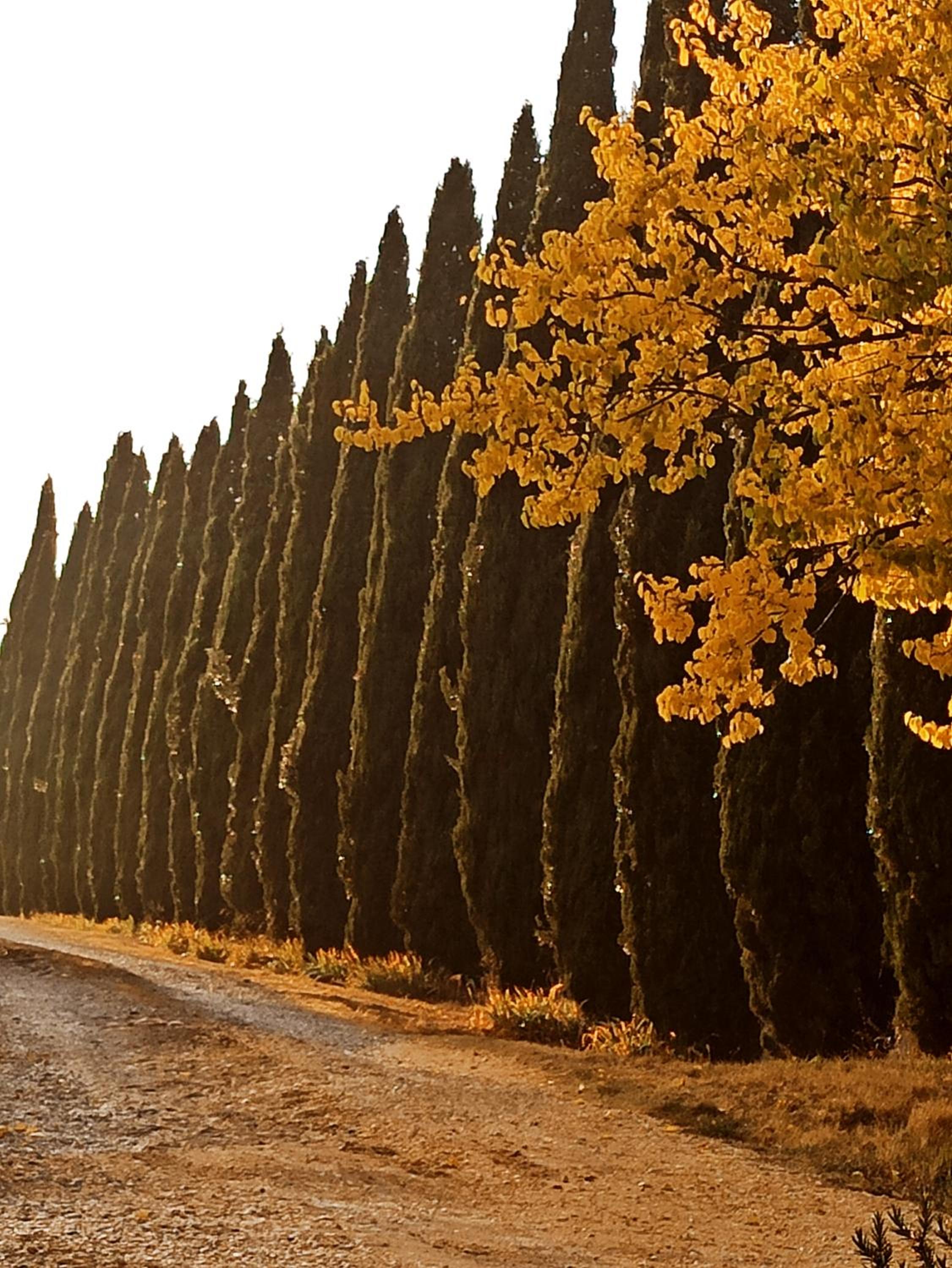 Podere Cartaio Bio Farm, private pool, AirC
