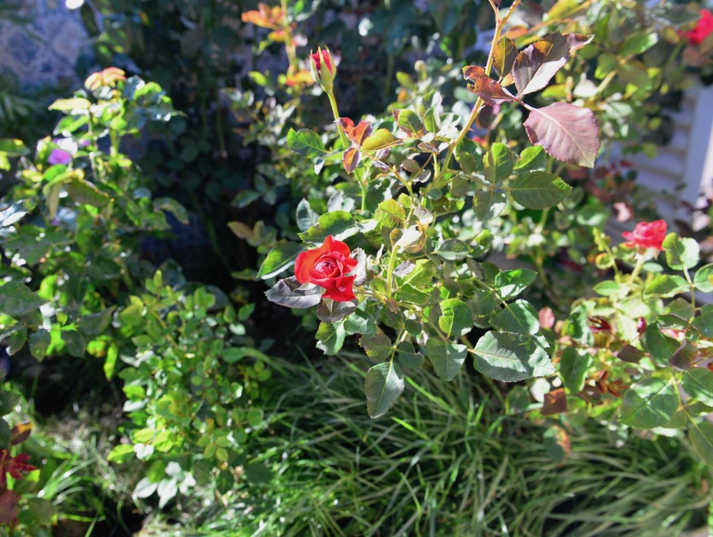Photo 21