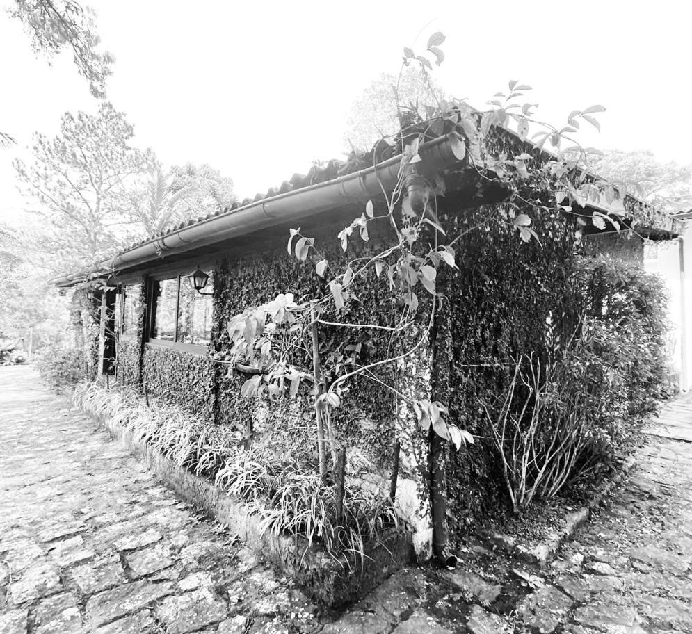 Pinheiros do Rocio