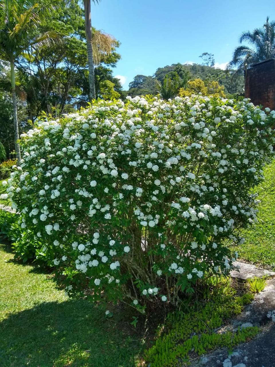Pinheiros do Rocio