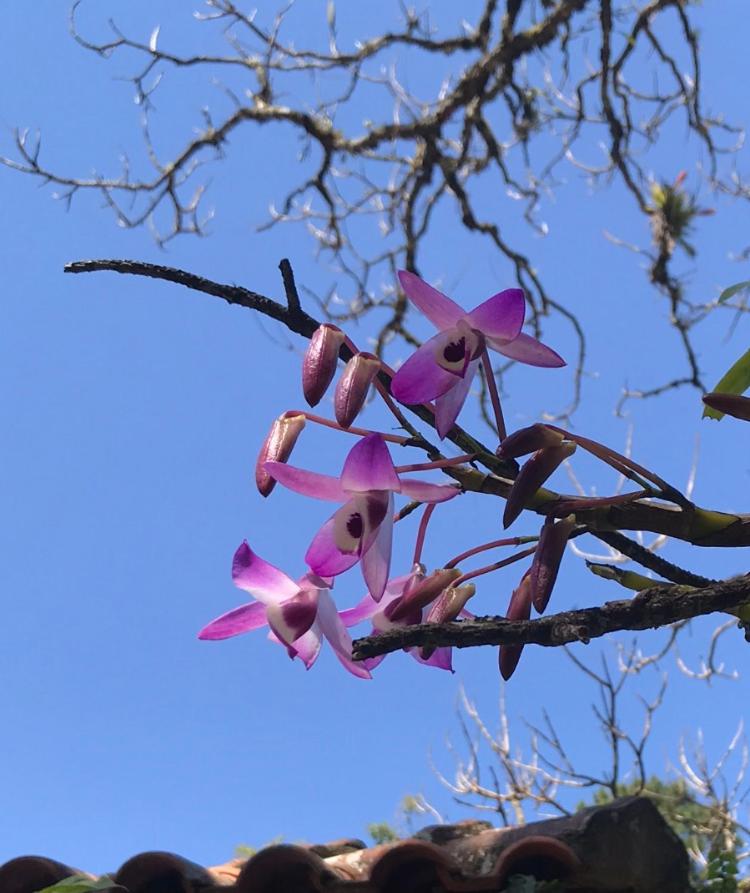 Pinheiros do Rocio