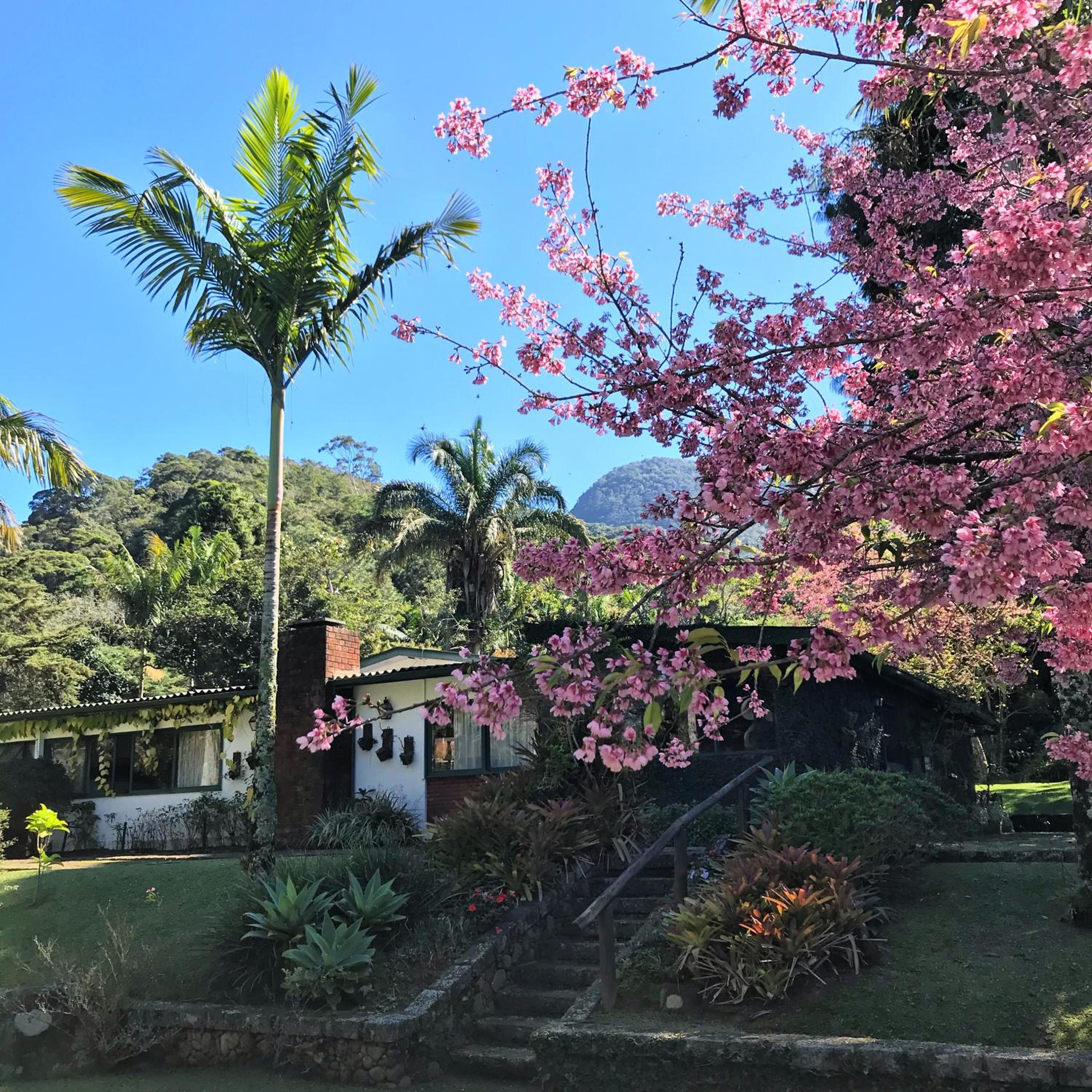 Pinheiros do Rocio