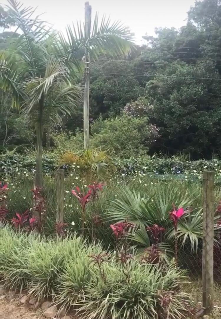 Pinheiros do Rocio