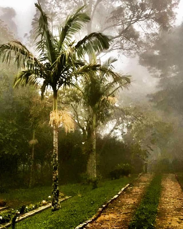 Pinheiros do Rocio