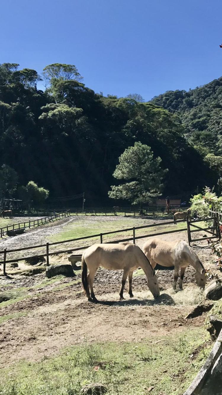 Pinheiros do Rocio