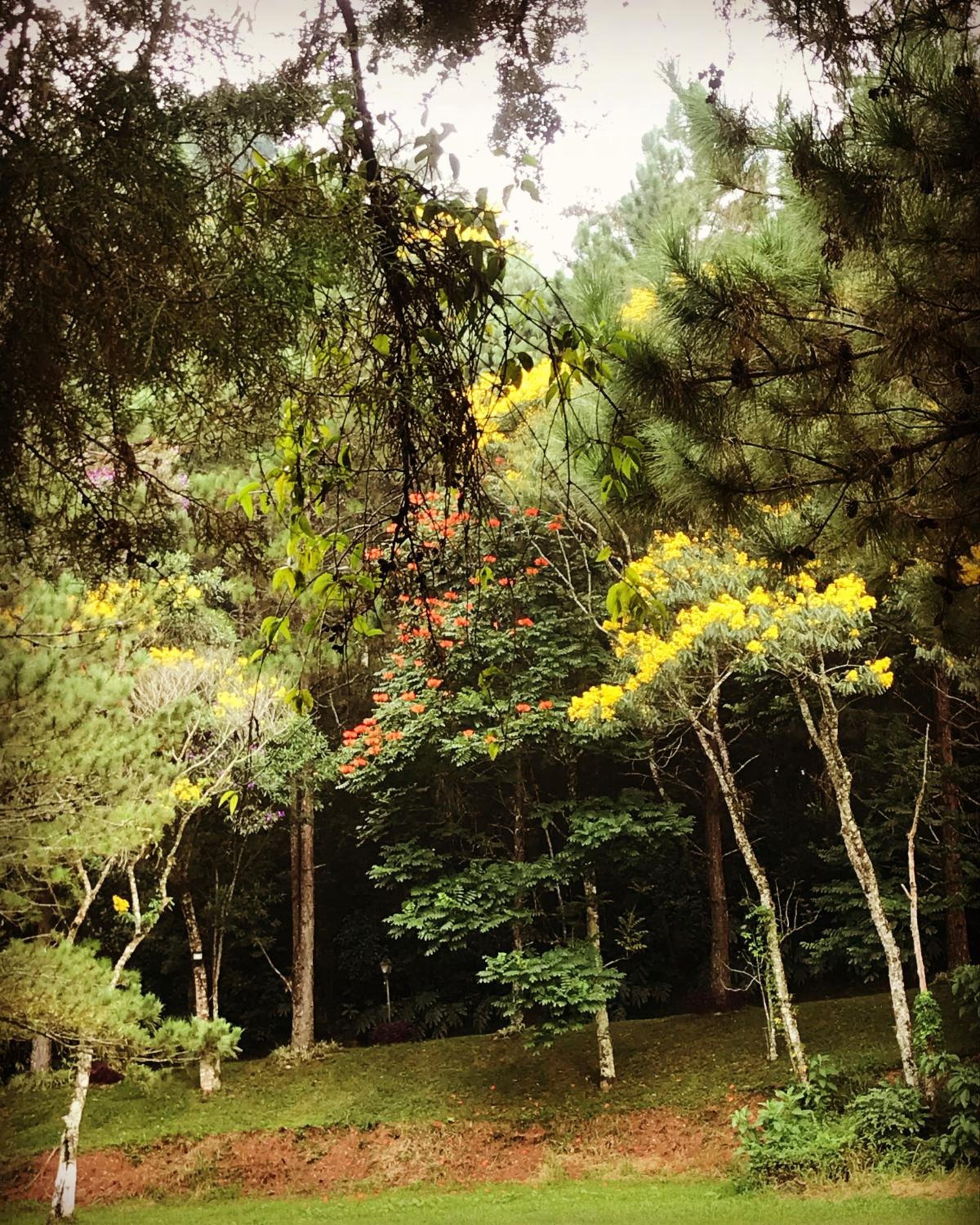 Pinheiros do Rocio