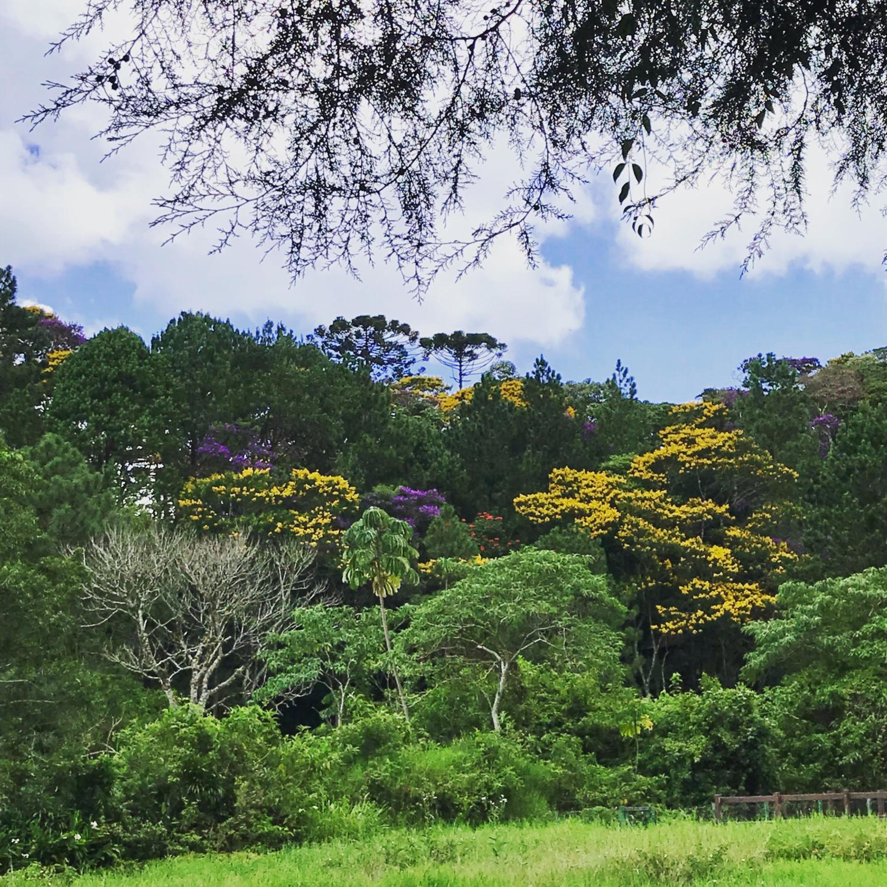 Pinheiros do Rocio