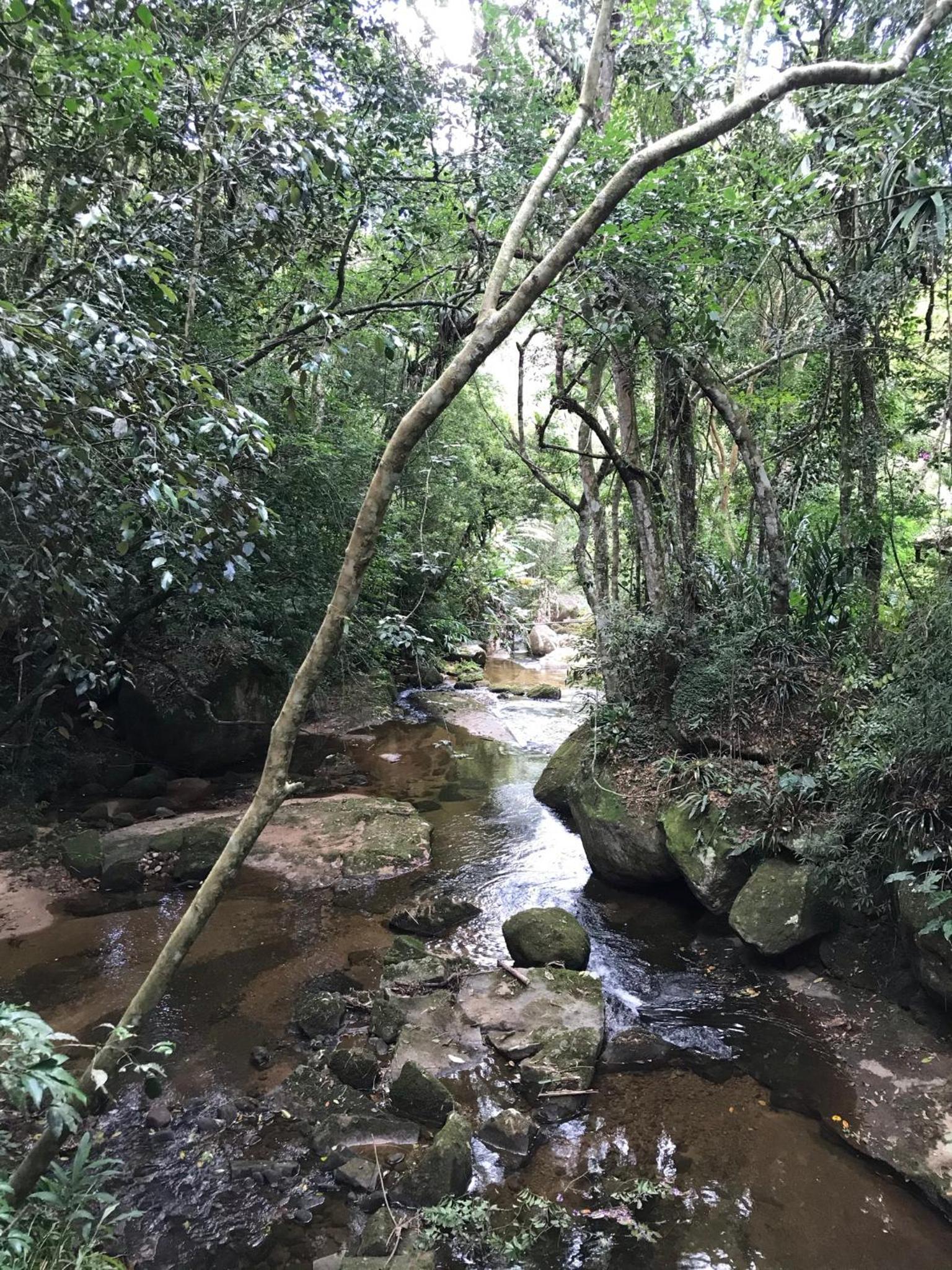 Pinheiros do Rocio
