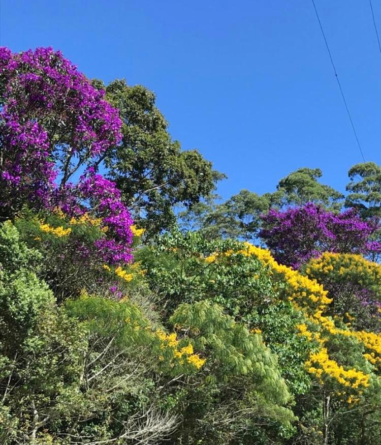 Pinheiros do Rocio
