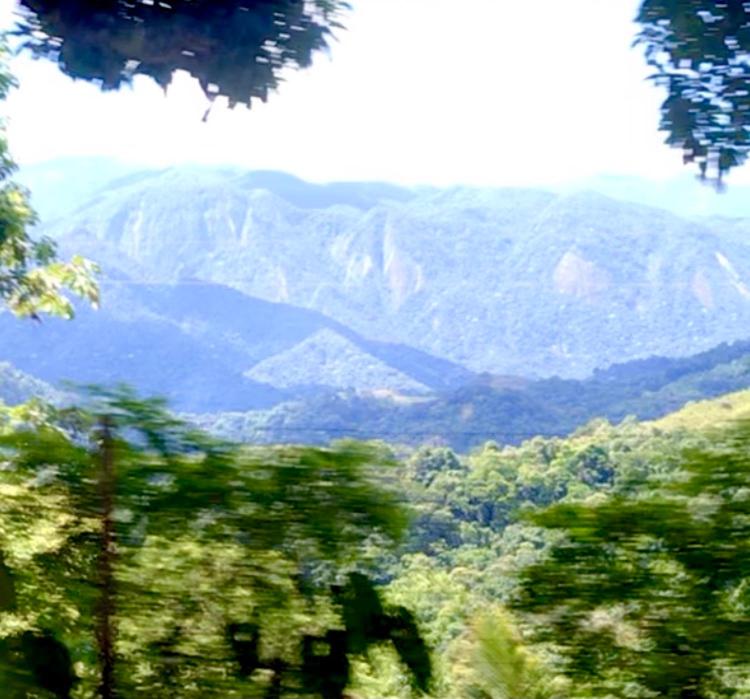 Pinheiros do Rocio