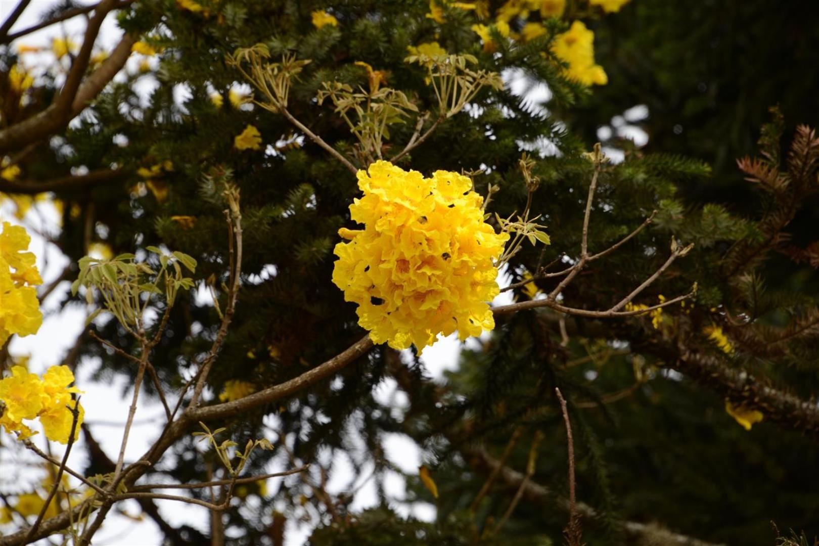 Quintal das Araucárias hospedagem