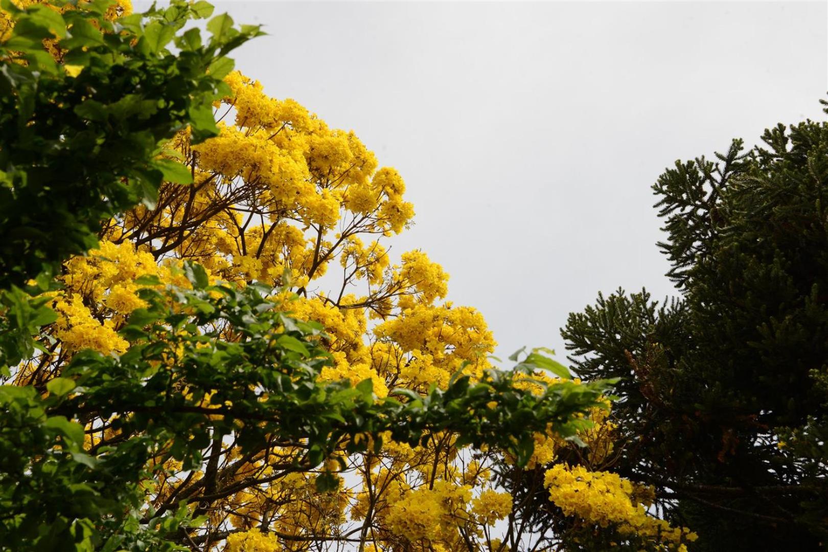 Quintal das Araucárias hospedagem