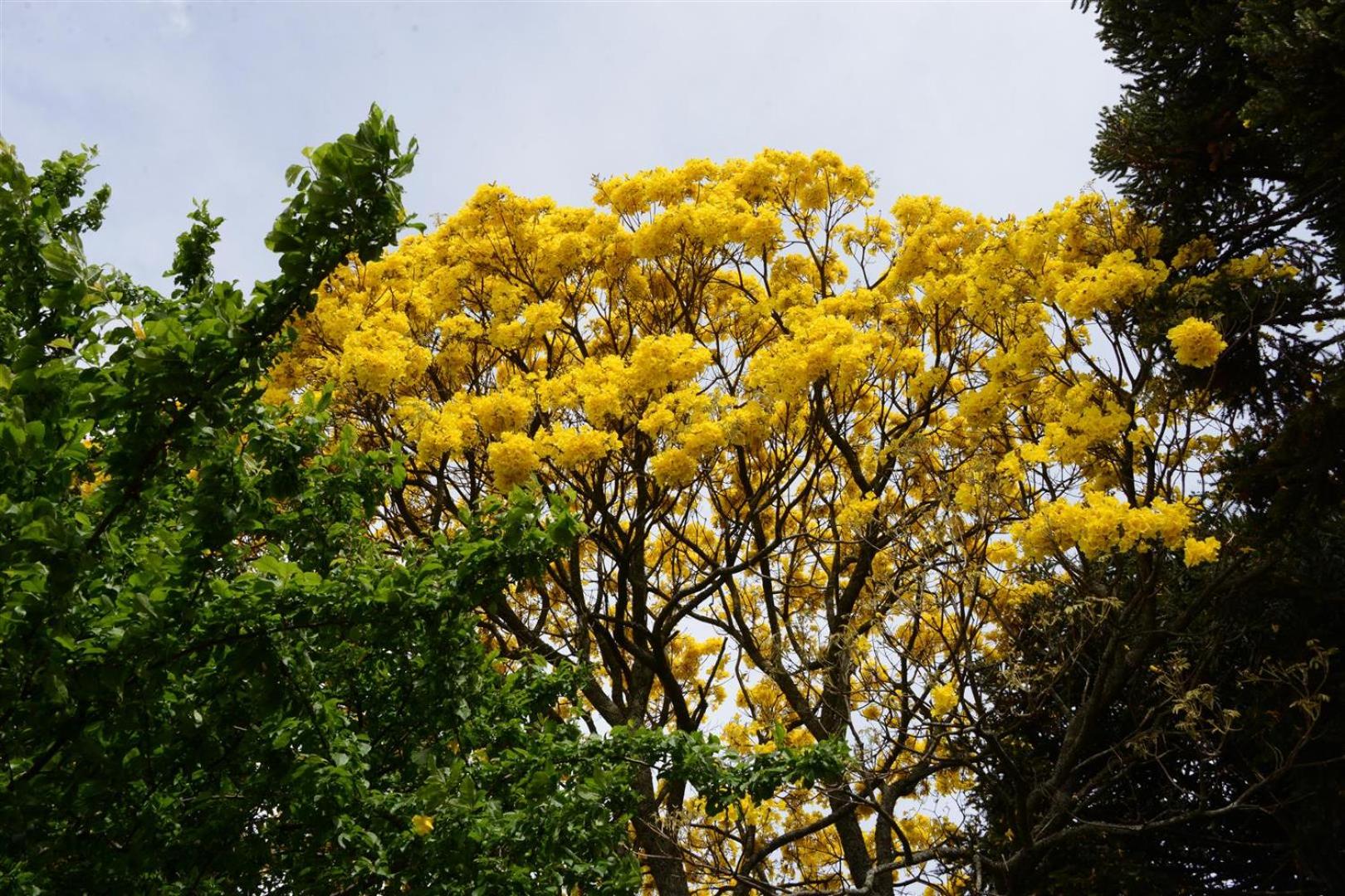 Quintal das Araucárias hospedagem
