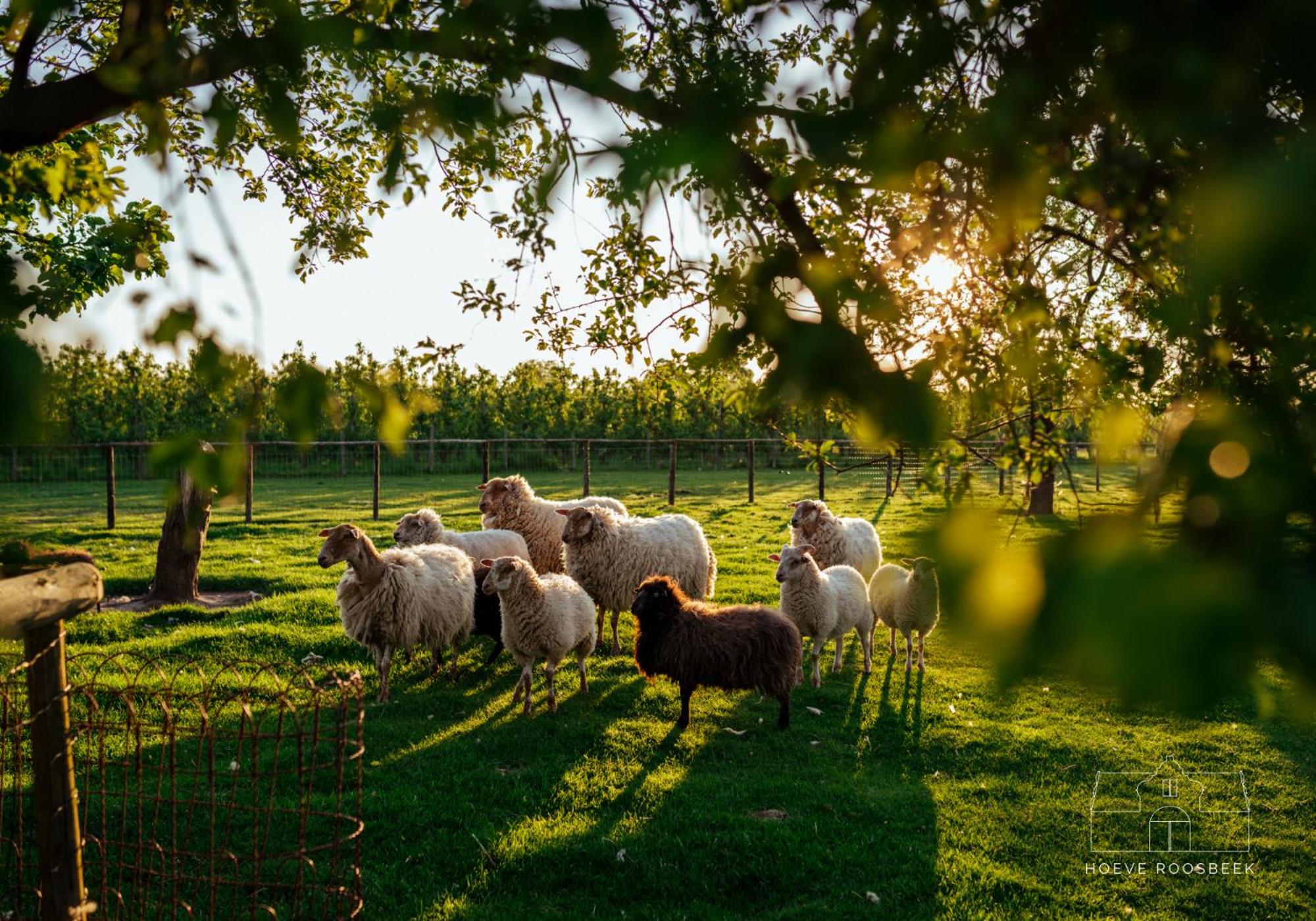 Hoeve Roosbeek