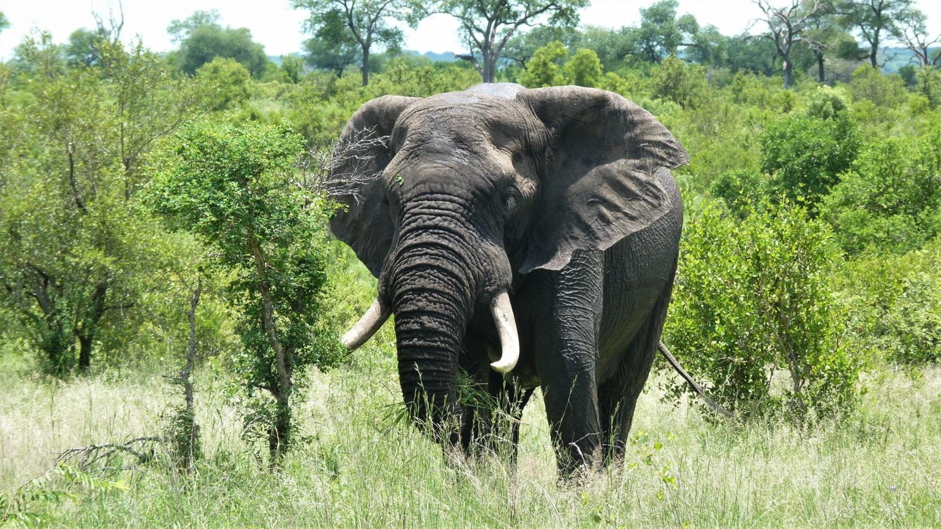 Hazyview Vacations - Linvale Country Lodge - Property Image 70