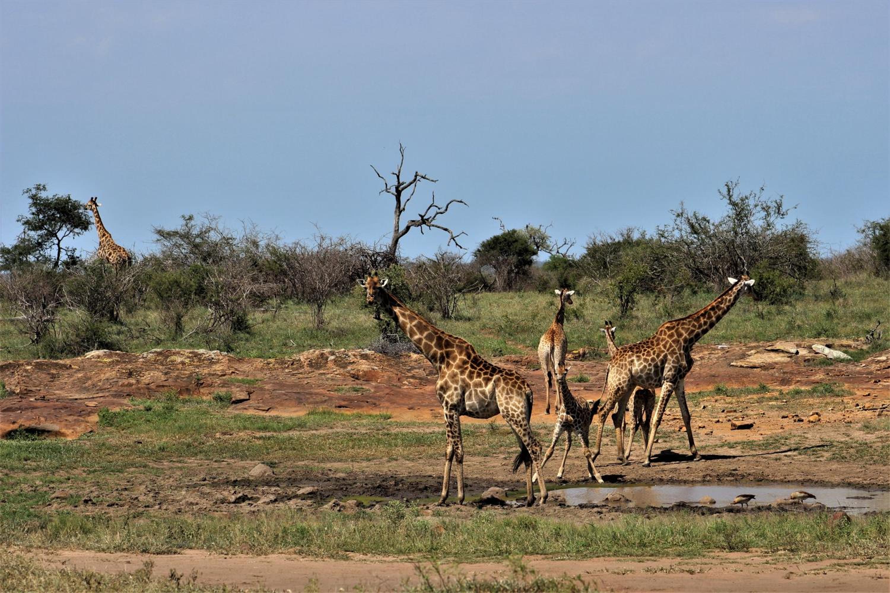 Hazyview Vacations - Linvale Country Lodge - Property Image 67