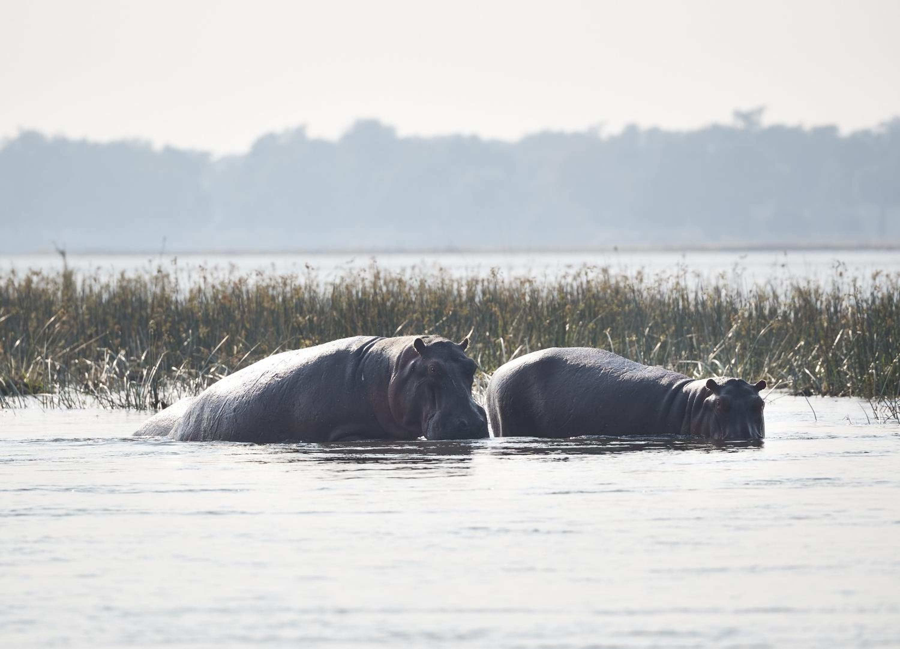 Zambezi Grande Private Game Experience