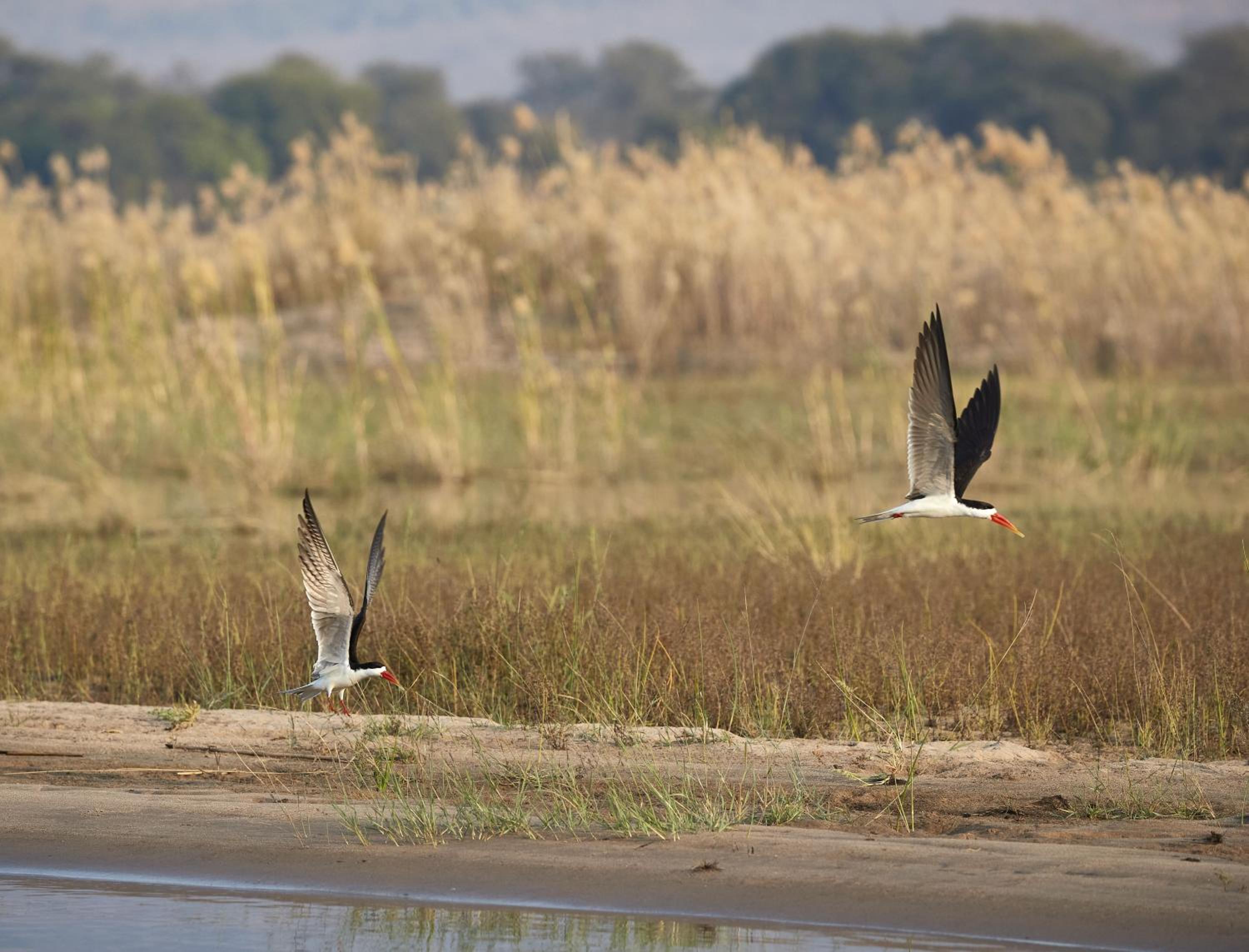 Zambezi Grande Private Game Experience