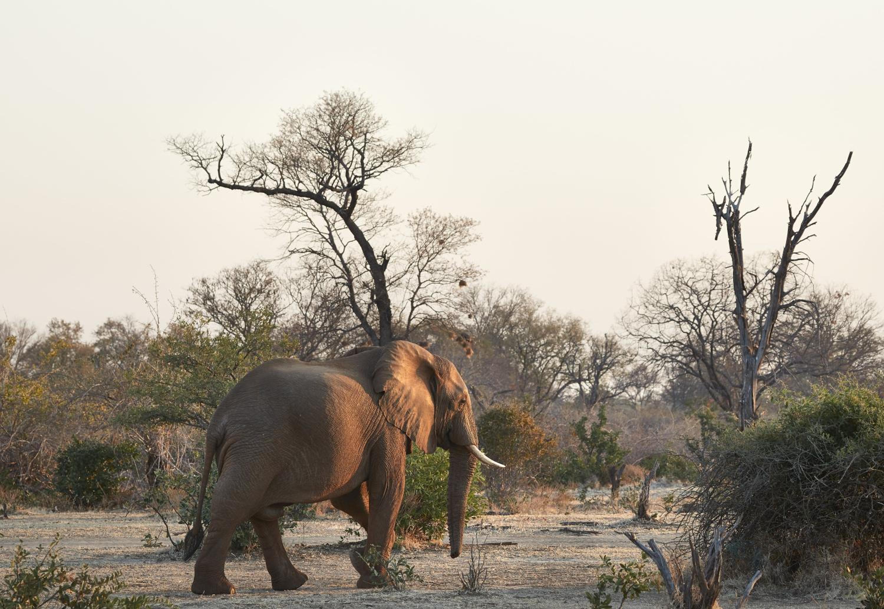 Zambezi Grande Private Game Experience