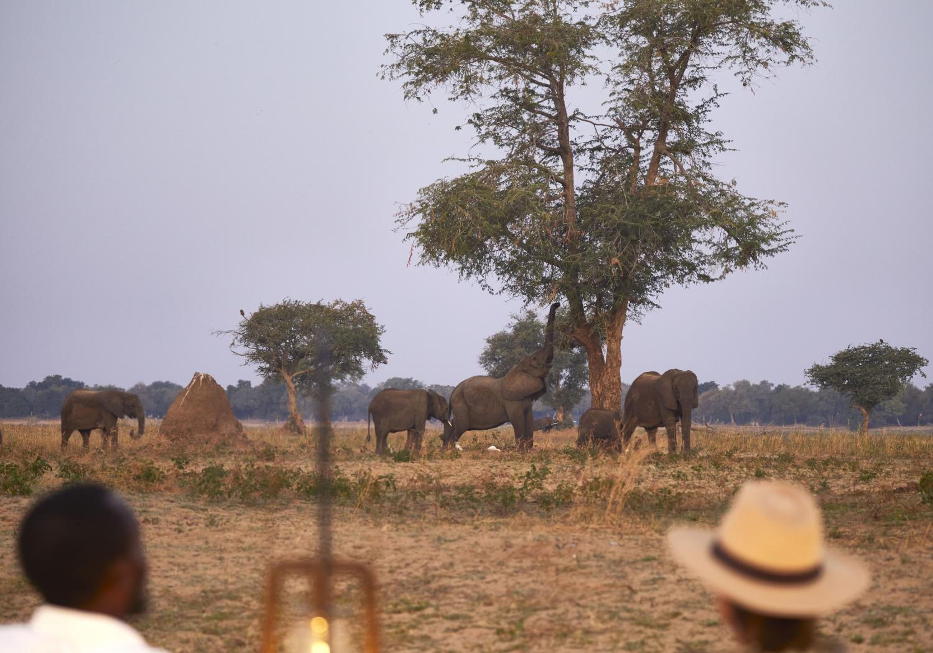 Zambezi Grande Private Game Experience