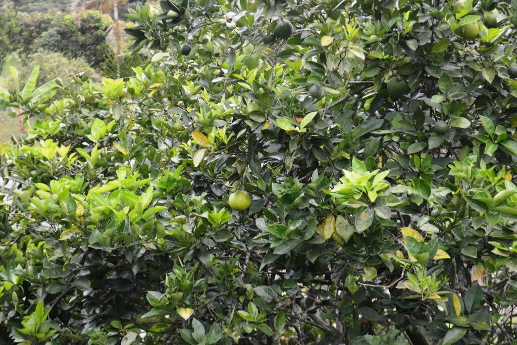 VillaLucia finca en tierra caliente cerca a Bogotá